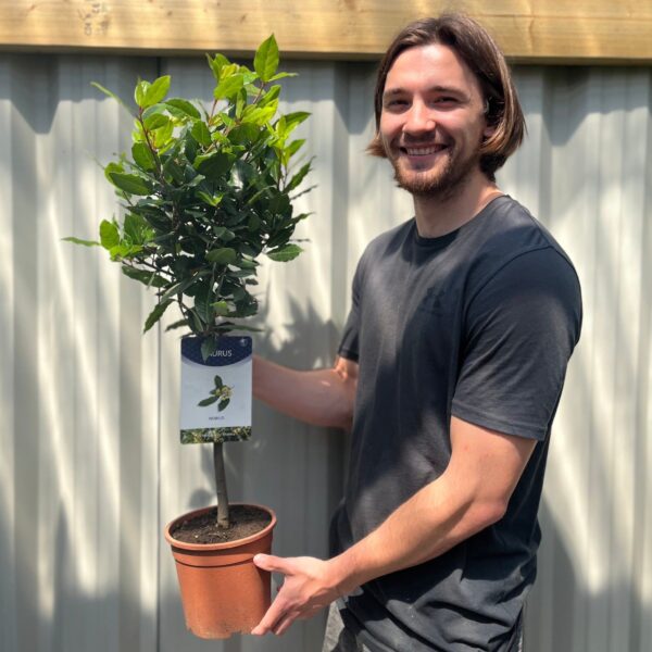 Standard Bay Tree | Laurus nobilis (Multibuy Offers Available) (2 for £47.50) - Image 2