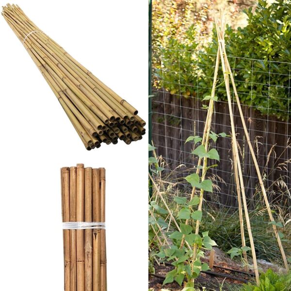 150 x 6FT (180cm) Bamboo Canes - Image 7