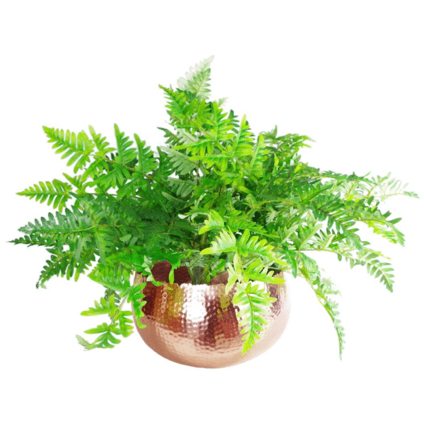 XL Metal Bowl Planter 32 x 20cm Hammered Copper Colour Curvy Edge - Image 4
